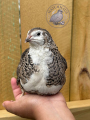 12 RARE COLORS Celadon Coturnix quail hatching blue eggs – 1 dozen mixed variety