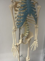 NEW 21 inch Tall Human Skeleton Model Skull Anatomical Model with Stand