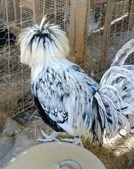 6 Pure Fancy & Rare Cross Chicken Hatching Eggs