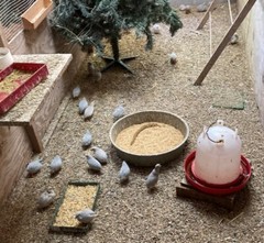 25 BUTTON QUAIL EGGS from 12+ vars ships 2 day FEDEX PLEASE READ Carton Packed