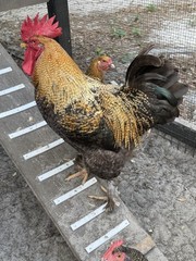 6+ Beautifully Speckled Dark Brown Golden Cuckoo Marans Hatching Eggs.