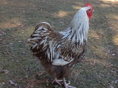 12+ Chocolate Silver Laced Orpington Hatching Eggs Large Fowl