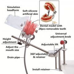 Simple Head Model Dental Simulator Phantom Manikin with Teeth for Dentist Teach