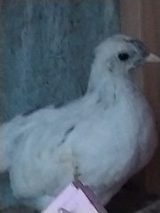 12 Fibro Easter Eggers