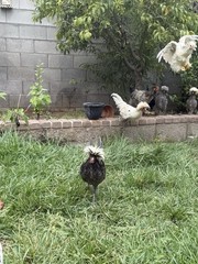 12+ FERTILE CHICKEN PUREBRED POLISH HATCHING EGGS QUICK SHIP USPS PRIORITY MAIL