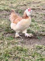 12+ Rainbow Chicken Hatching Assortment Ameraucana, Faverolles, Marans, EE / OE
