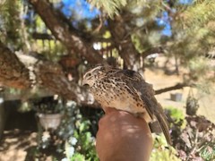 12 Fertile Coturnix Quail Hatching Eggs