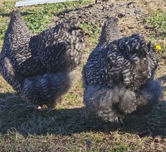 8+ English Black Cucko Orpington Hatching Eggs