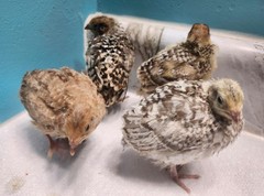 20 RARE Pansy & Sparkly 100% True Blue Celadon Coturnix Quail Hatching Eggs