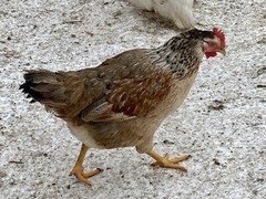 12 Fresh and Fertilized Barnyard Mix Rainbow Assortment Chicken Hatching Eggs!