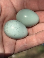 16+**RARE COLORS** Celadon Blue Coturnix Quail Hatchg Eggs Eggs