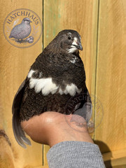 24 JUMBOS RARE COLORS Coturnix Quail Hatching eggs – assorted colors variety