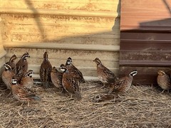 60+ Northern Bobwhite Quail Hatching Eggs! NPIP Certified- AI clean. $60.00