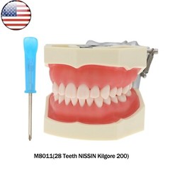 Fits for Kilgore NISSIN 200/500 Type Dental Typodont Model With Removable Teeth