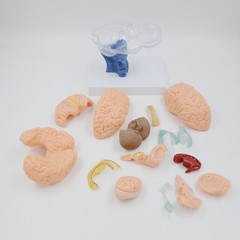 1:1 Size Human 15 Parts Anatomy Brain Model Medical