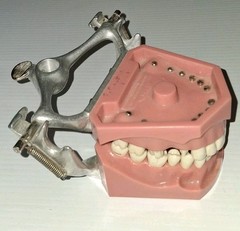 Vintage Columbia Dental Dentoform Typodont 1361 1362
