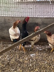 9 – KO SHAMO BANTAM EGGS VERY FRESH SUPERB QUALITY these will Ship 2day FedEx