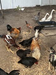 12+6 Fresh Fertile Hatching Eggs, Blue, Green, Mint, Olive, BYM +Cemani +