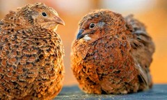 30 Showline Jumbo Coturnix Quail Hatching Eggs – Rare Colors & Premium Genetics