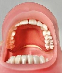 Nissin Dental Model, PRO2002-UL-SP-DPM-OB- Teeth & Gums Made In Japan Kilgore