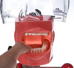 Dental simulator manikin phantom head medical practice model / dentist student