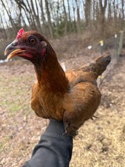 8 + Mug, Pumpkin, Blue, Black, RQ cross chicken hatching eggs