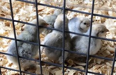 12+ PORCELAIN D’UCCLE FRESH HATCHING EGGS. Laying Now.