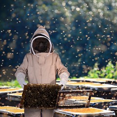 XL Polycotton Bee Suit for Men Women Full Body Sting Proof Beekeeping Suit Glove