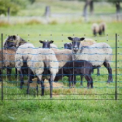 Electric Netting Fence Kit Goats Hogs Fencing 35″H x 164’L with Posts Spikes