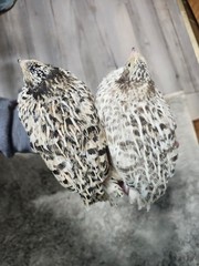 20 RARE Pansy & Sparkly 100% True Blue Celadon Coturnix Quail Hatching Eggs