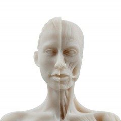 30cm Female Anatomy Figure Anatomical Model Artist Drawing Manikin Mannequin