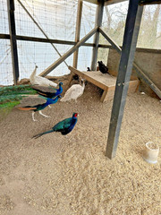 PRE SALE 4 Mixed PEACOCK Hatching Eggs, Ready to Ship IN 7-14 DAYS