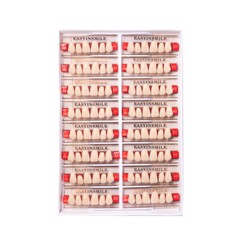 Dental Acrylic Resin Denture Teeth False DIY Full Set Anterior Posterior A1A2A3