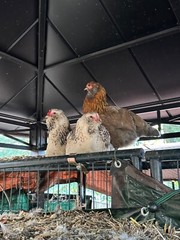 12 Rainbow chicken hatching eggs| Healthy Flock