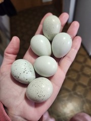 20 RARE Pansy & Sparkly 100% True Blue Celadon Coturnix Quail Hatching Eggs
