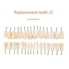 Dental Typodont Replacement Screw-in Teeth Model Resin Teeth for Teaching Study