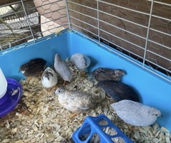 12 Exotic Rare Button Quail Hatching Eggs Colors extras included
