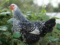 6 Eggs includes: 3 Olive Eggers + 3 Silver and/or Gold Lace Wyandotte.