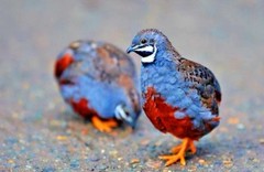 12 Exotic Mystery Pack Button Quail Hatching Eggs Chinese Painted SPECIAL RARE