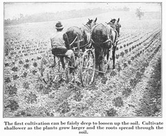 IH International More and Better Potatoes to the Acre Brochure