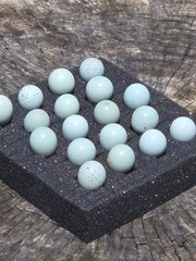 16+**RARE COLORS** Celadon Blue Coturnix Quail Hatchg Eggs Eggs