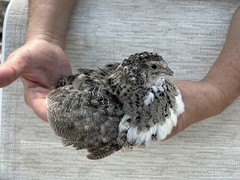 24+++ Fertile Jumbo Multi Color Coturnix Quail Hatching Eggs