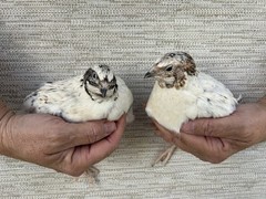 24+++ Fertile Jumbo Multi Color Coturnix Quail Hatching Eggs