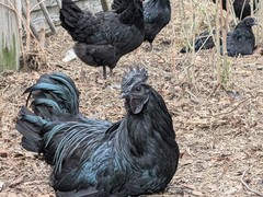 24 Pure Black Ayam Cemani Indonesia Fresh Fertilized Chicken Chick Hatching Eggs