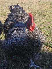 8+ English Black Cucko Orpington Hatching Eggs