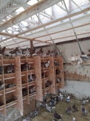 3 FERTILE MULTI COLOR MIX PIGEONS LAHORE & CAPUCHINE PIGEON HATCHING EGGS USPS