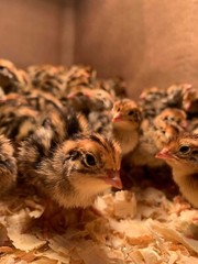 25+ Assorted Coturnix Fertile Quail Hatching Eggs – Variety Of Color