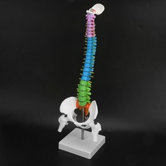 Life Size Flexible Human Spine Model For School Teaching FIS