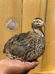 24 JUMBOS RARE COLORS Coturnix Quail Hatching eggs – assorted colors variety