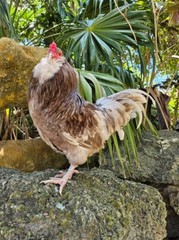 (6) Mauve and Chocolate Ameraucana Hatching Eggs – Possible Mottled Split!